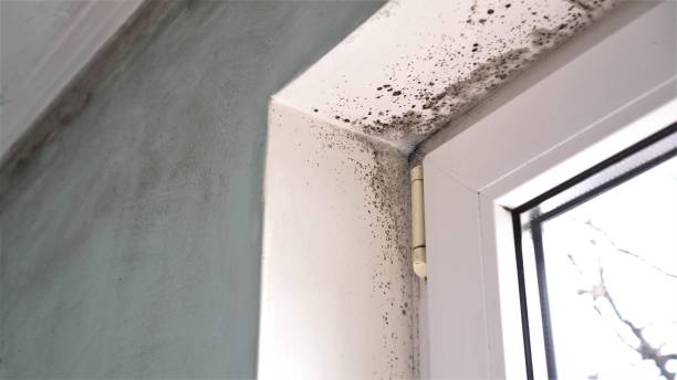 Mold Odor Removal Services in Montrose, MN